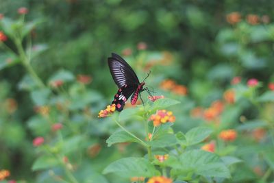 Close-up of butterfly pollinating on flower