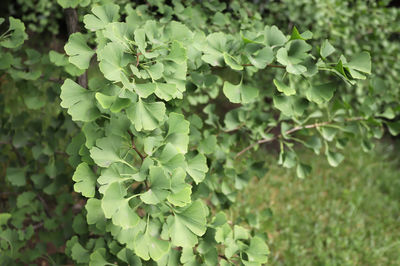 Close-up of fresh green plant