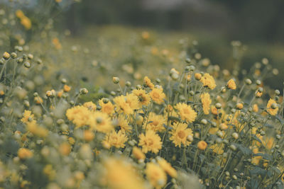 Close-up of yellow flowering plant on field