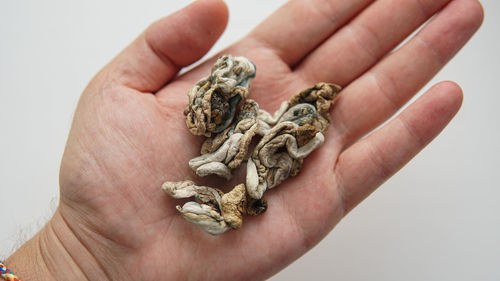 Close-up of hand holding bread against white background