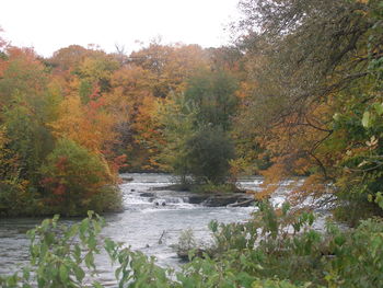 River in forest