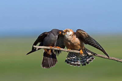 Birds perching on a bird