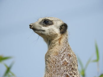 Close-up of an animal looking away against clear sky