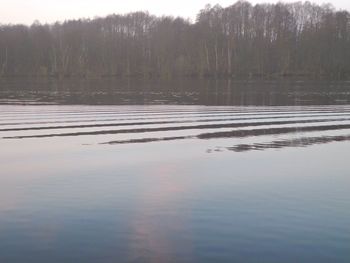 Reflection of trees in water