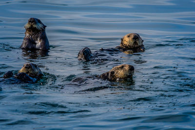 View of duck swimming in sea