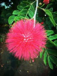 Close-up of pink flowers