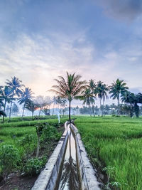 Footpath amidst palm trees on field against sky