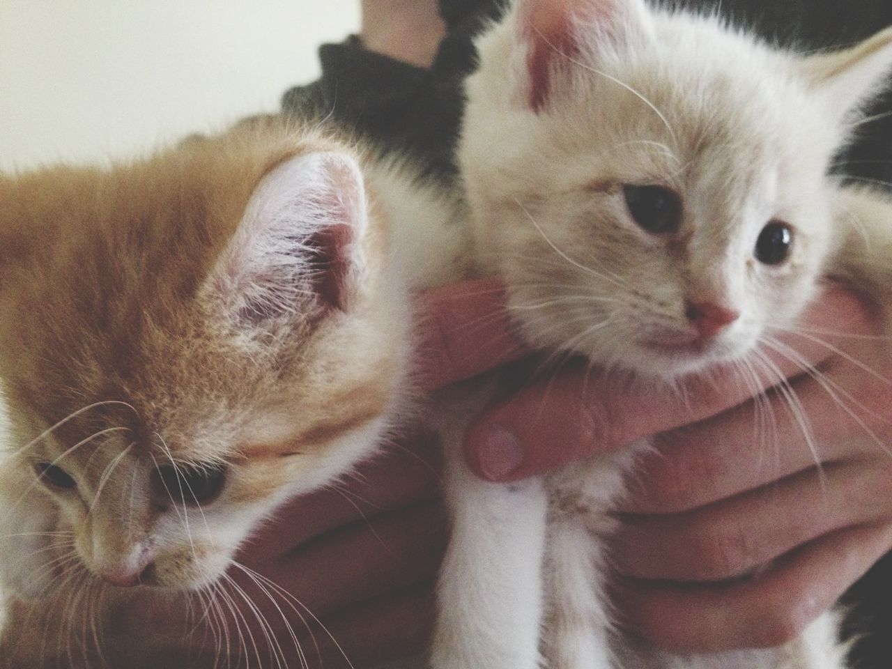 animal themes, domestic animals, pets, one animal, mammal, domestic cat, cat, indoors, feline, whisker, close-up, part of, person, young animal, togetherness, animal head, kitten, two animals, focus on foreground, looking at camera