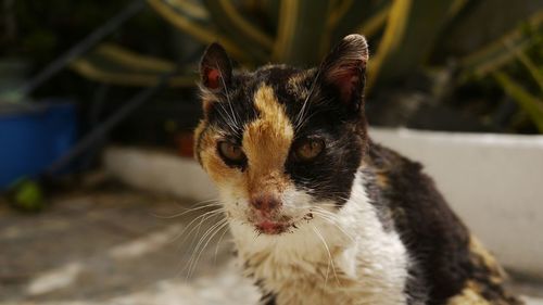 Close-up of a cat looking away