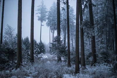 Trees in forest during winter