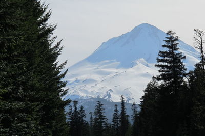 Pine trees on snowcapped mountains against sky