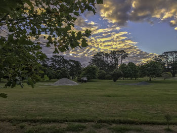 Trees on field against sky