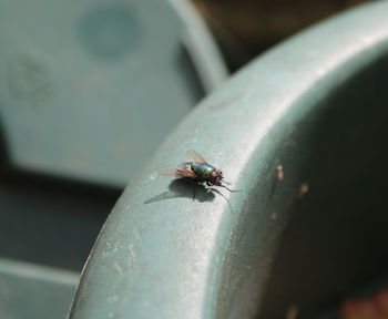 Close-up of housefly