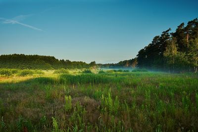 Scenic view of grassy field against blue sky