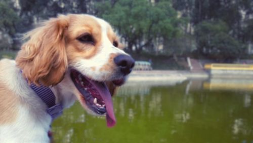 Close-up of dog in grass