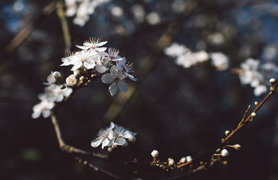 Close-up of cherry blossoms on tree