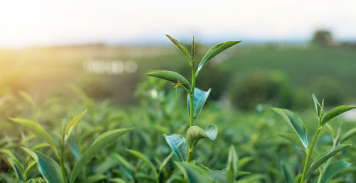 Close-up of plant growing on field