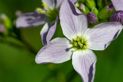 Close-up of purple flower