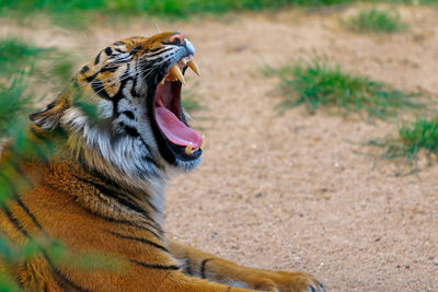 Close-up of tiger yawning