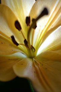 Macro shot of yellow flower