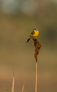 Close-up of insect on plant