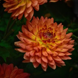 Close-up of orange flowering plant