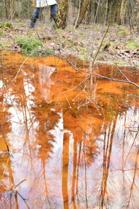 Reflection of trees in lake