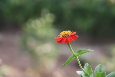 Close-up of flowering plant