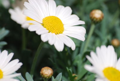 Close-up of white daisy flowers