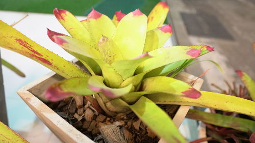 Close-up of succulent plant