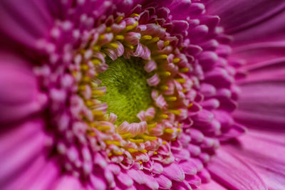 Close-up of purple flowering plant