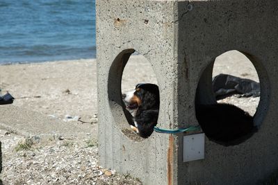 Portrait of dog sitting on beach