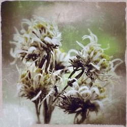 Close-up of flowers