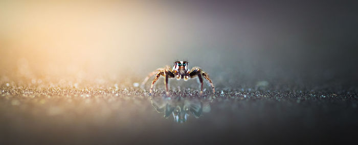 Close-up of spider on the water