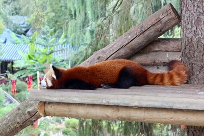 Side view of a sleeping resting on tree