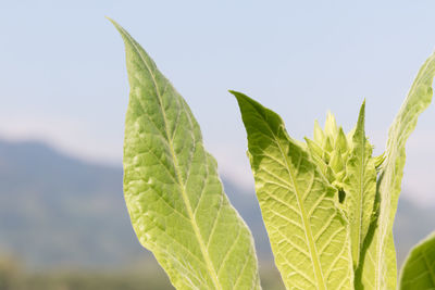 Close-up of fresh green leaf against sky