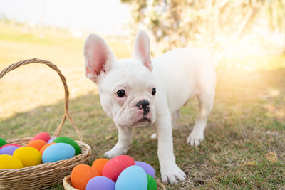 Portrait of dog standing in basket