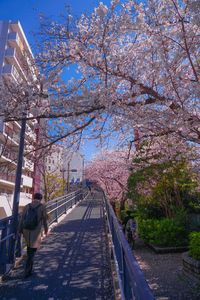 View of cherry blossom from flowering plants