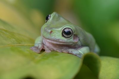 Close-up of frog on leaf