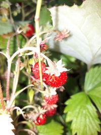 Close-up of red berries on tree