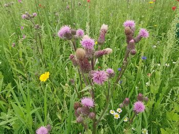 Close-up of pink flowering plants on field