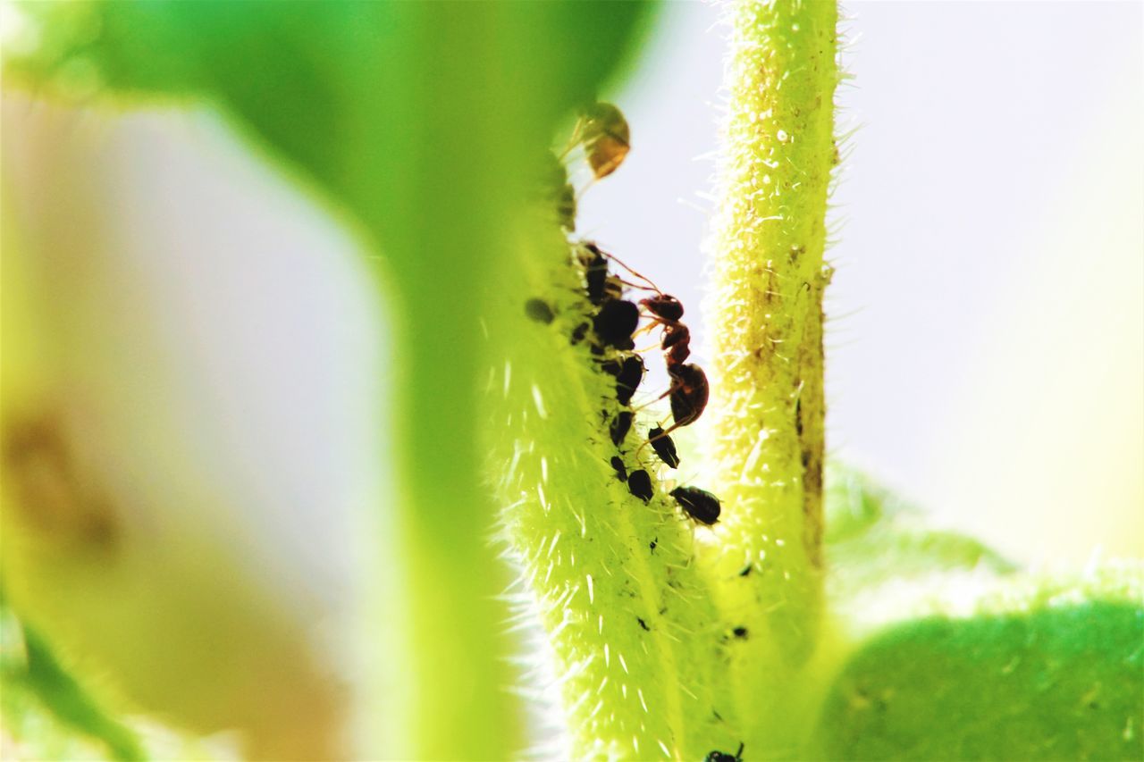 animal wildlife, animals in the wild, plant, animal, green color, invertebrate, close-up, animal themes, nature, insect, no people, growth, day, selective focus, caterpillar, focus on foreground, arachnid, outdoors, beauty in nature, spider