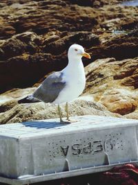 Close-up of bird perched on railing