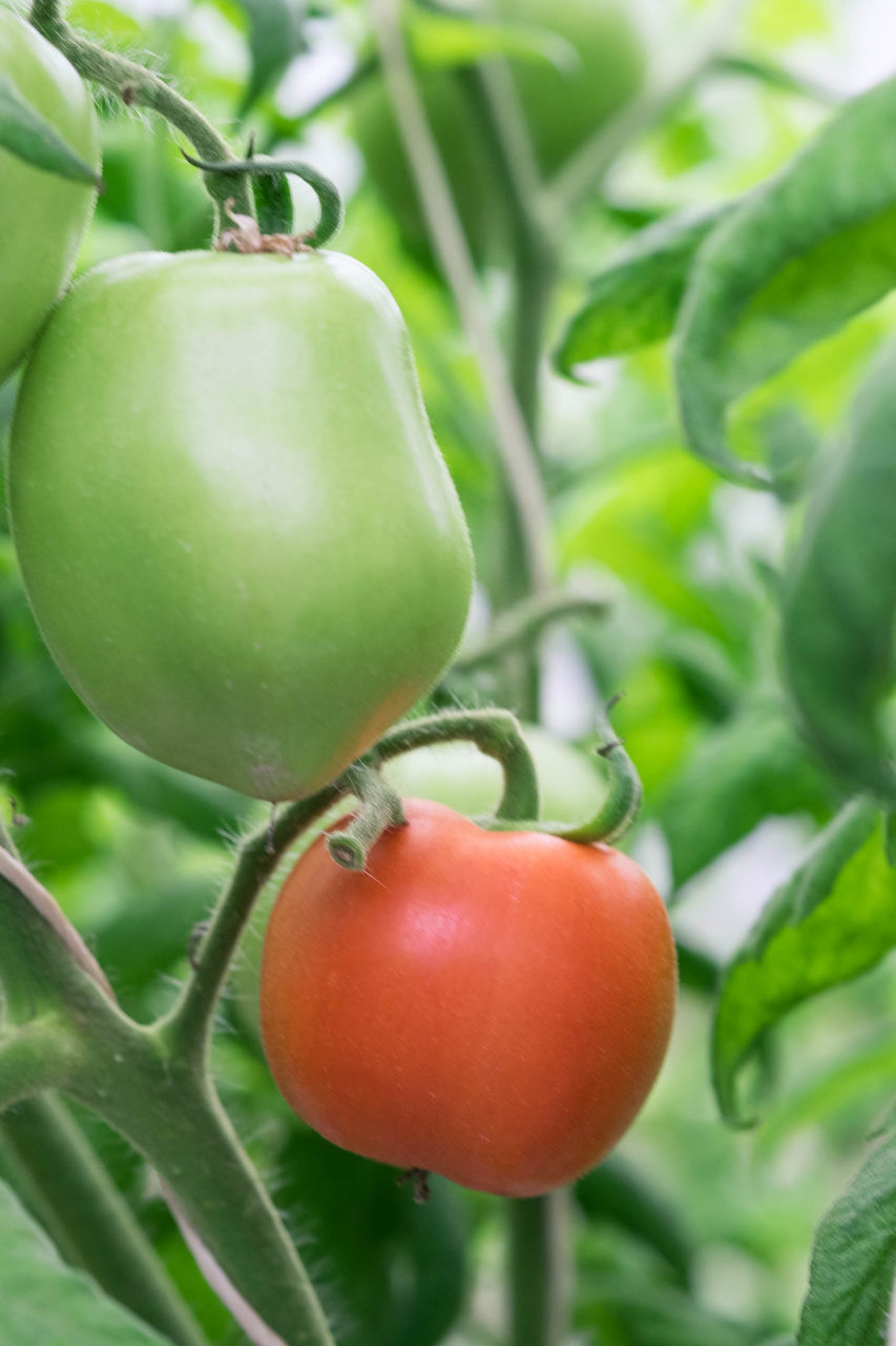 CLOSE-UP OF FRESH TOMATOES GROWING ON TREE