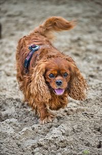 Portrait of dog on beach