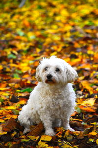 Portrait of white dog on leaves during autumn