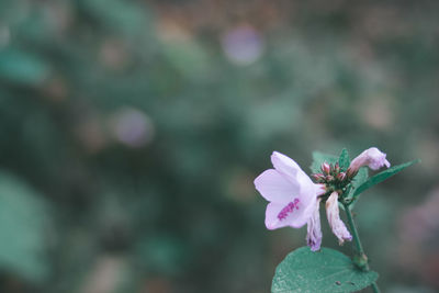 Close-up of pink flower