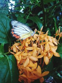 Close-up of butterfly pollinating on flower