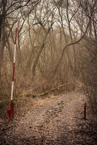 Bare trees on landscape