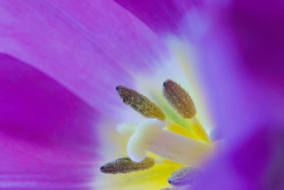 Close-up of plant